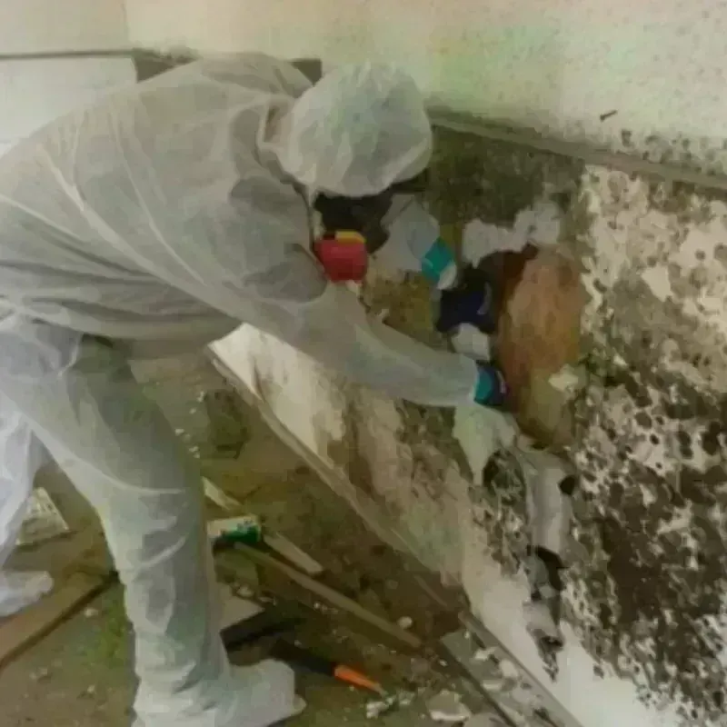 Mold Remediation and Removal in Santa Barbara, CA